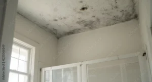 Lire la suite à propos de l’article Moisissures sur les murs : signe d’un problème plus profond ?